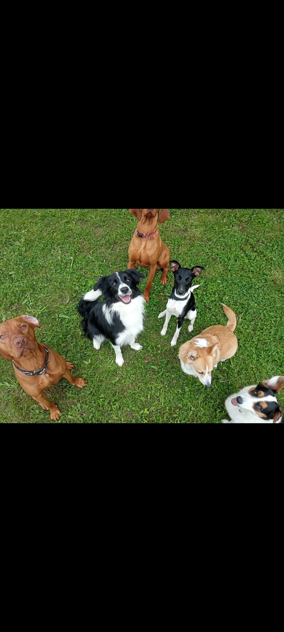 Harmónia Kutyavilág Se