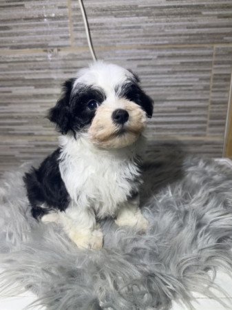 Bichon Havanese