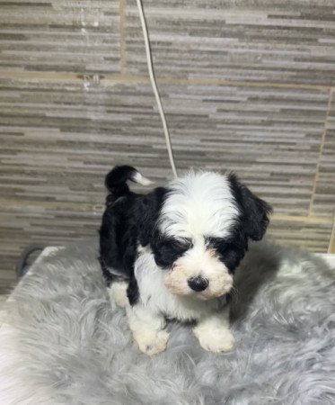 Bichon Havanese