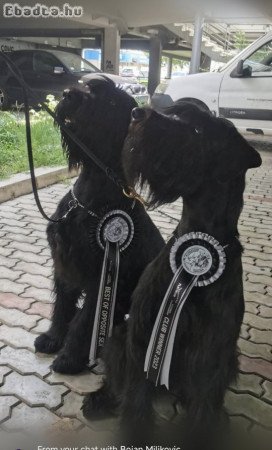 Giant Schnauzer