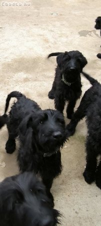 Giant Schnauzer