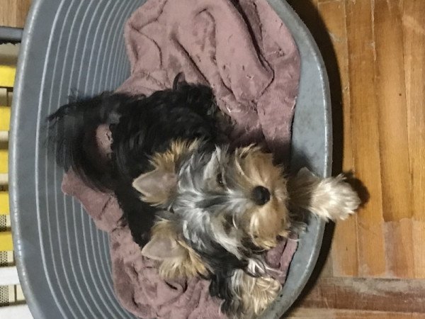 Yorkshire Terrier