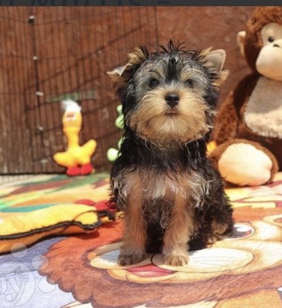 Yorkshire Terrier