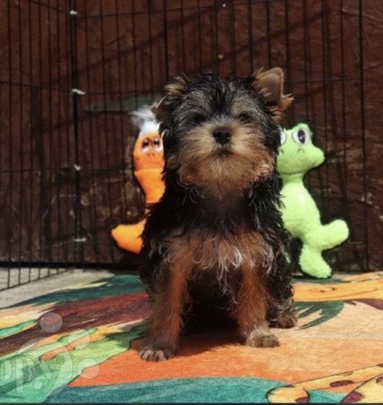 Yorkshire Terrier