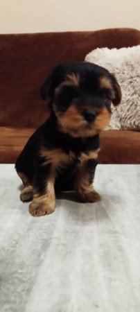 Yorkshire terrier