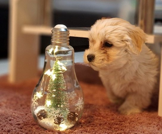 Bichon havanese