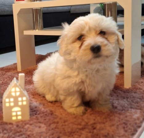 Bichon havanese