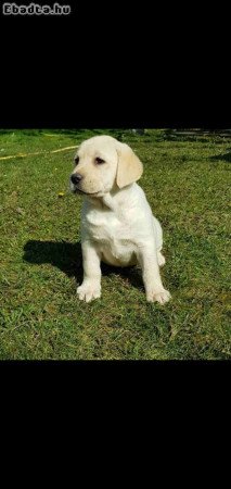 Top litter of Labradors