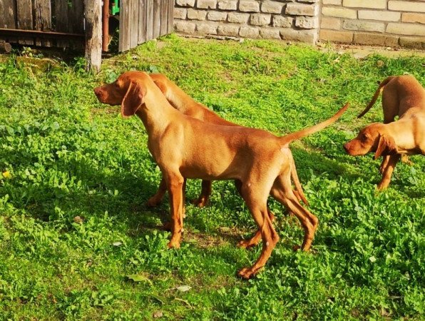 magyar vizsla