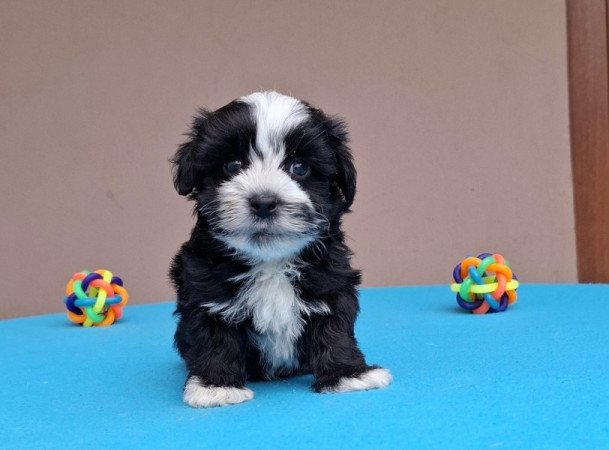 Bichon havanese