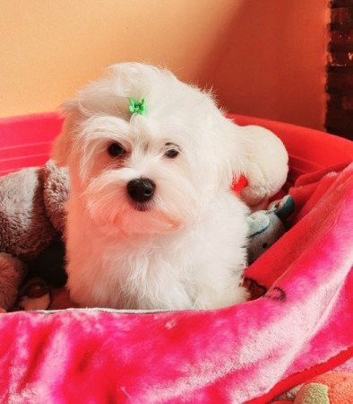 Bichon Havanese