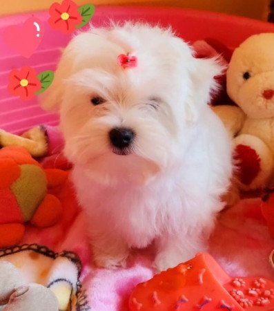 Bichon Havanese