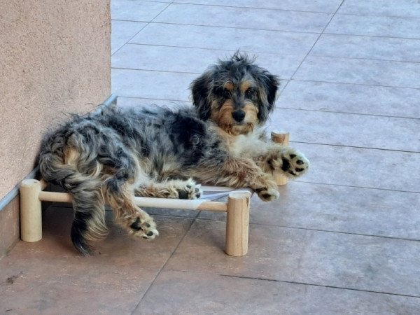 Aussiedoodle Blue Merle F1