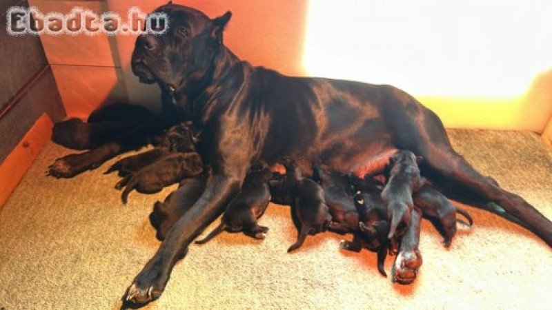 Foglalható Cane Corso babák