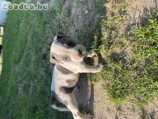 Amerikai staffordshire terrier