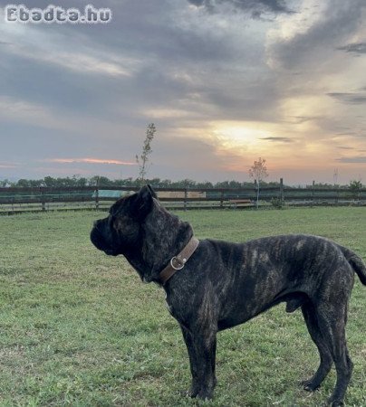 Foglalható Cane Corso babák