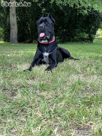 Foglalható Cane Corso babák