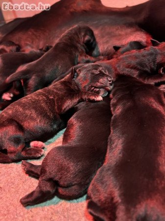 Foglalható Cane Corso babák