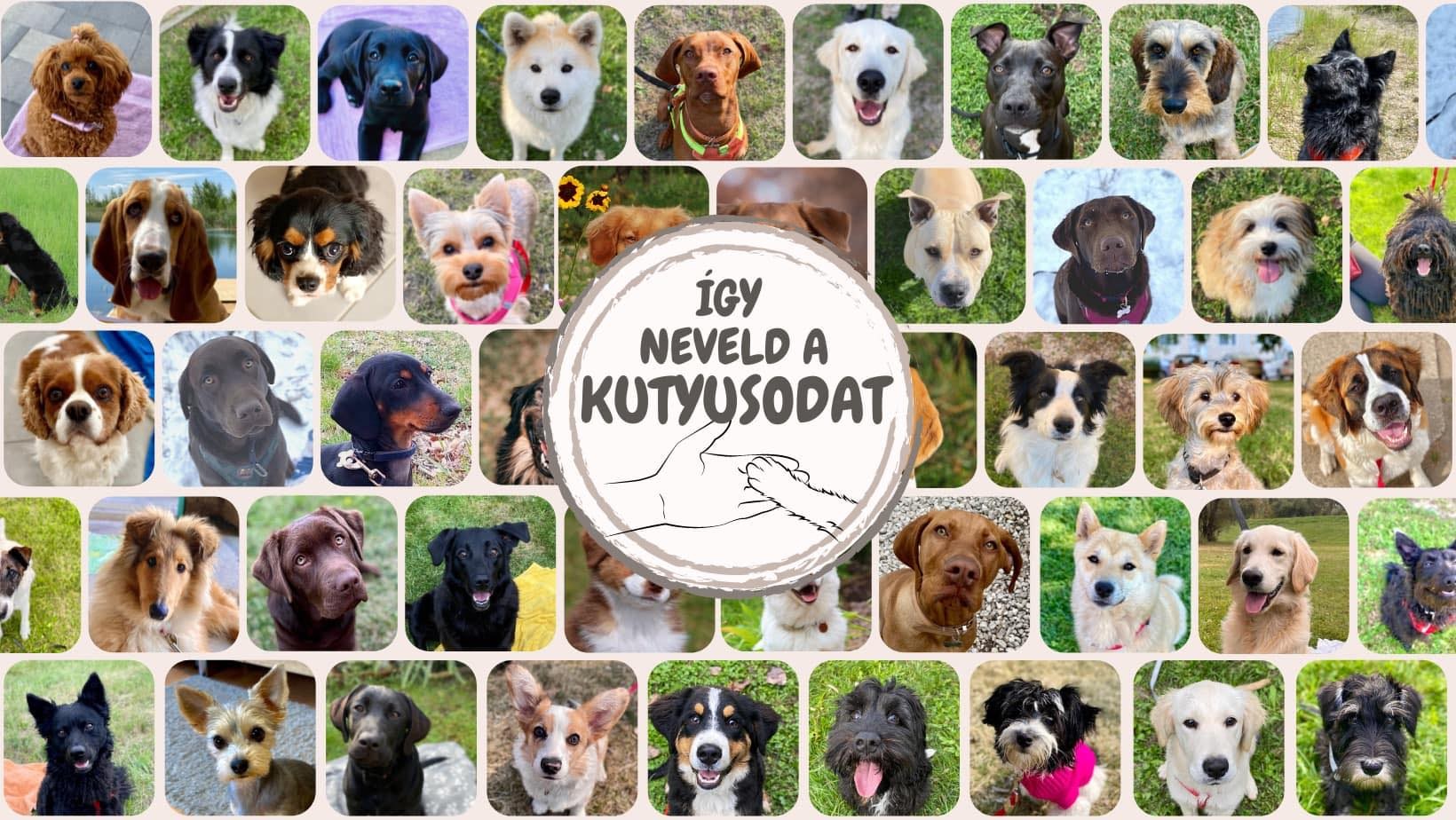 Így neveld a kutyusodat - Balogh Viktória, tréner