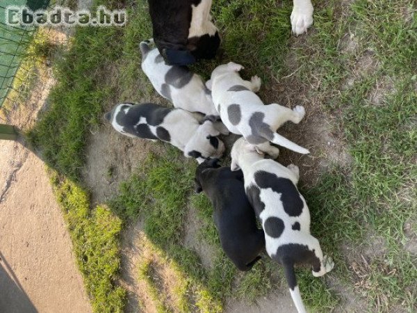 Amerikai staffordshire terrier