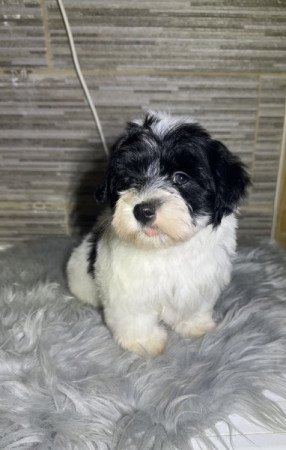 Bichon Havanese