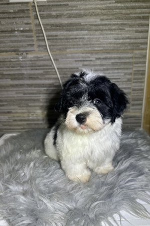 Bichon Havanese