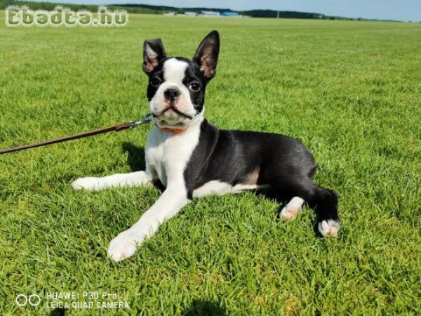 Eladó törzskönyves Boston Terrier kiskutyák