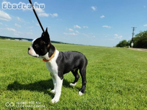 Eladó törzskönyves Boston Terrier kiskutyák