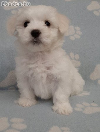 eladó máltai selyemkutya  ( nem maltipoo)