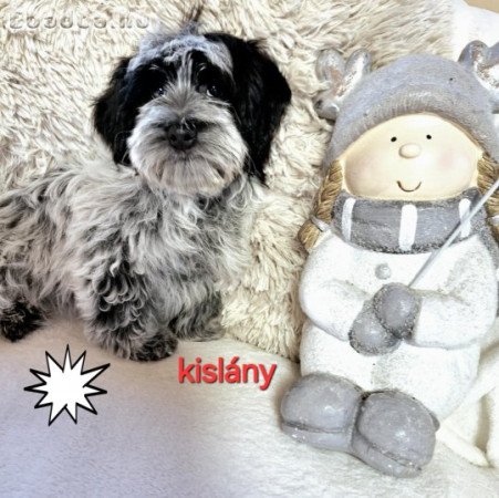 Havanese csodaszép kislány