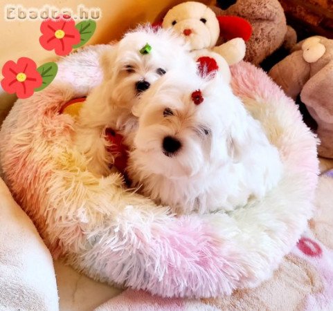 Gyönyörűszép Bichon Havanese kiskutyák eladók