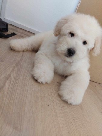 Goldendoodle Uszkár -Goldenretriever