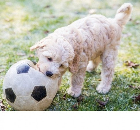 Goldendoodle Uszkár -Goldenretriever