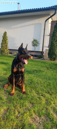 Dobermann