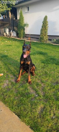 Dobermann