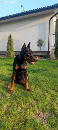 Dobermann