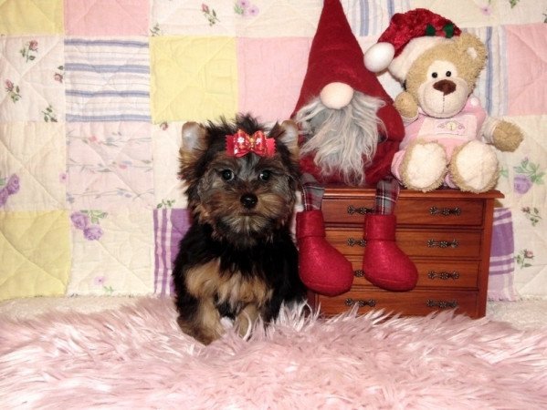 Yorkshire Terrier, Yorki