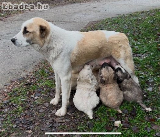 Középázsia jellegű kölyök kutyák eladók