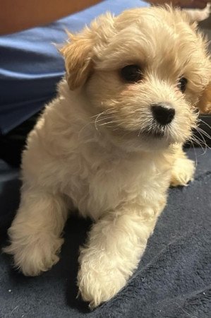 Bichon Havanese