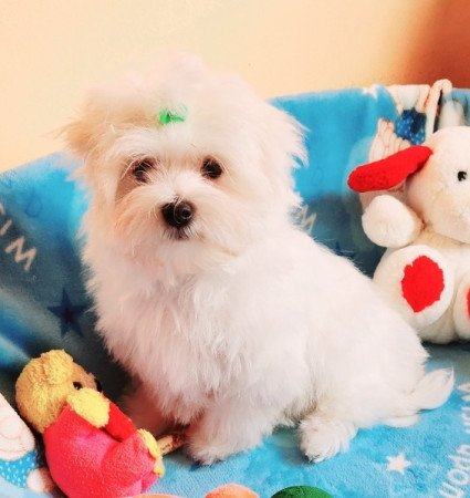 Bichon Havanese