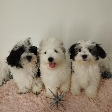 Bichon havanese