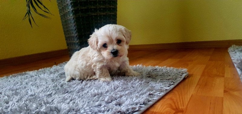 Havanese