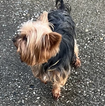 Yorkshire terrier