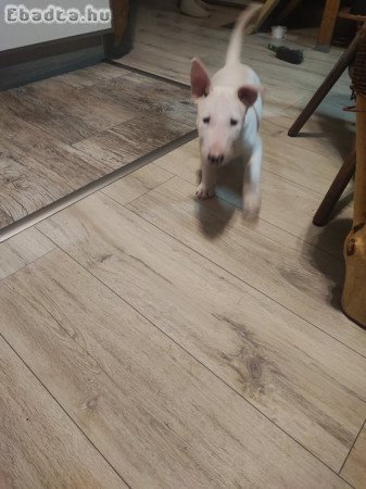 Bullterrier szuka kutyus