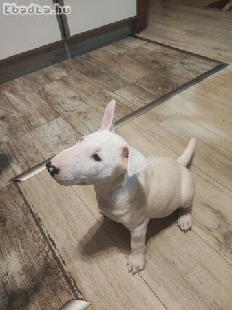 Bullterrier szuka kutyus