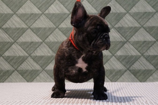 Francia Bulldog