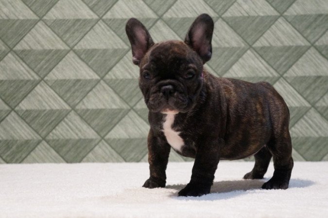 Francia Bulldog