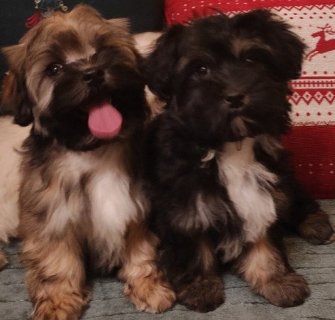 Bichon havanese