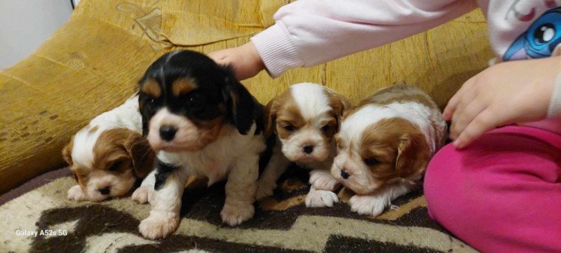 Cavalier king charles spániel