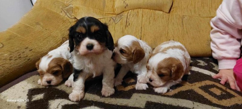 Cavalier king charles spániel